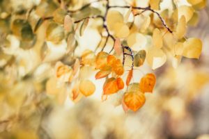 Autumn leaves