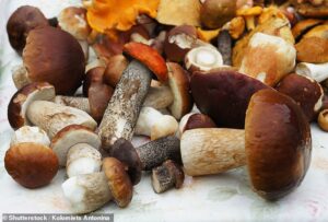 mushrooms